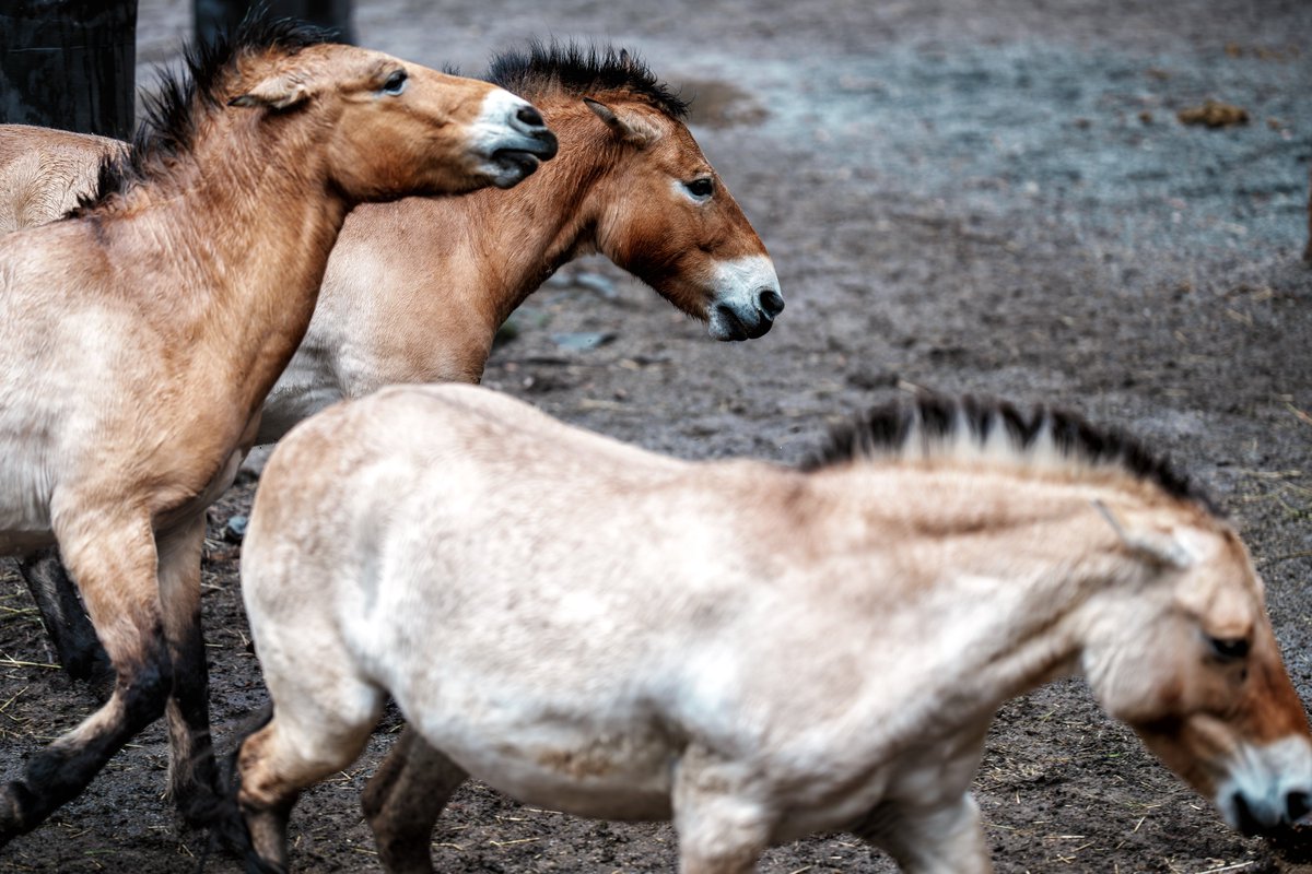 散歩の人 tweet media