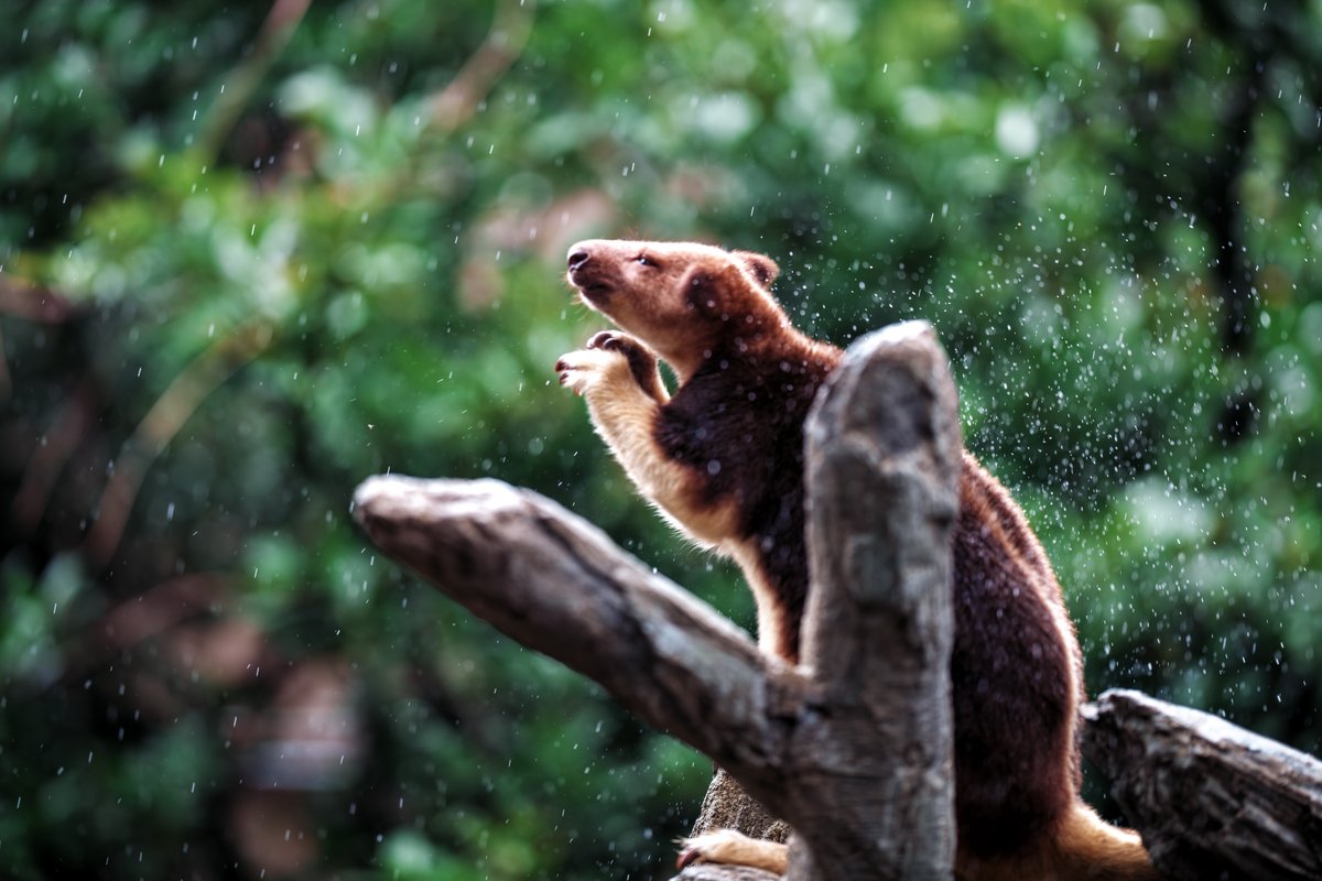 散歩の人 tweet media