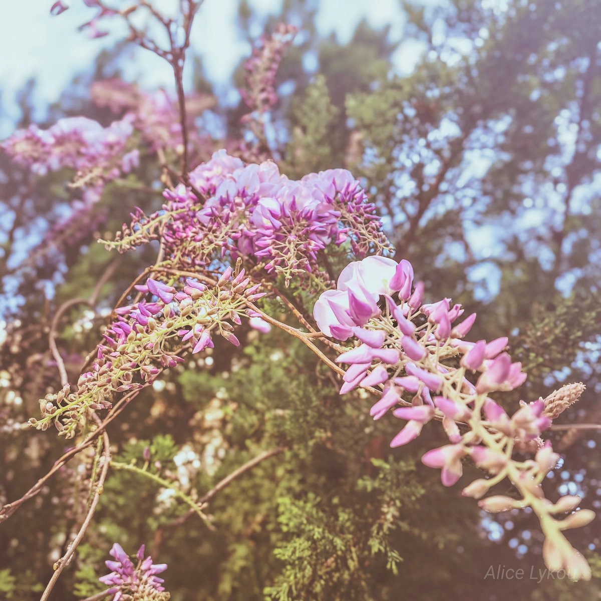 Alice_Lykou's tweet image. .

.

#springTap