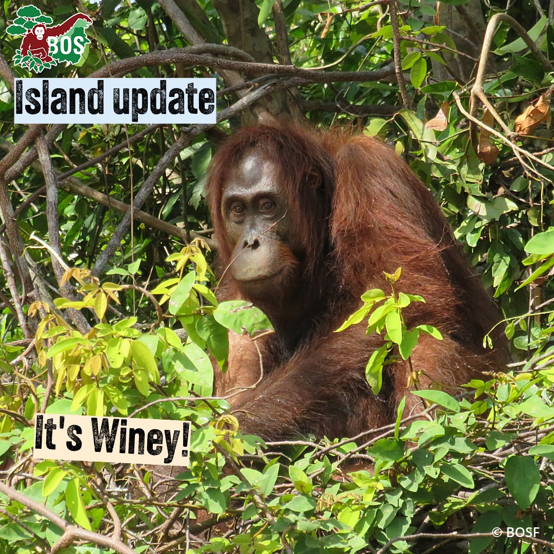 BorneoOSUK's tweet photo. You may remember Winey from a sweet video where she was playing with a macaque in Forest School. She's now completed #OrangutanJungleSchool, and is preparing for a life in the wild on Badak Kecil Island pre-release island! #IslandUpdate #Winey https://t.co/gnRyL2Zn9M