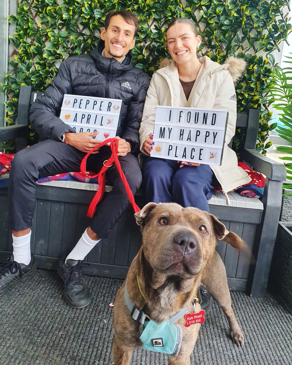 DT_Leeds's tweet image. So pleased to be waving Pepper off to her new home today!
🐶🎉🏡

If you're looking to adopt a #RescueDog here in #Leeds just go here to find out more 👉 bit.ly/DTLEEDS

#GoodNews #FeelGood #SuccessStory @DogsTrust