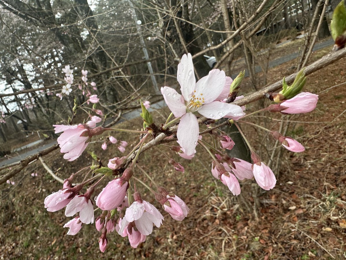 GuchiJP's tweet photo. 本日の大芝CAミートアップありがとうございました😊
コスチュームポケモンを探すには少し寒い天気でした！☔️
またよろしくお願いします🙇 https://t.co/6bztBjhoBC