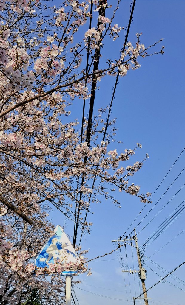 akumarina0211's tweet photo. 春泥棒
#桜
#写真好きな人と繋がりたい https://t.co/OIjWo5Cokf