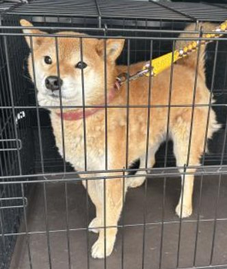 くるみmama tweet media