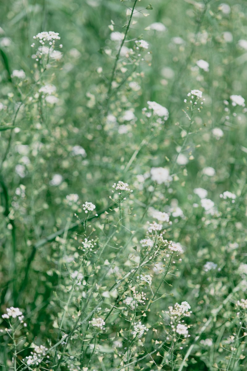 アキモト tweet media