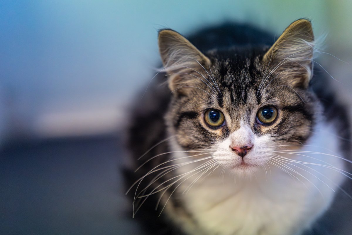 fredstrobel1's tweet photo. Happy #caturday from Leprechaun @PawsAtlanta . #adoptdontshop #seenequalssaved #heartsspeak #artisthelpingartist #eosr5markii #rescue #rescuecat #cat #catsofinstagram #catsofatlanta #catsofatl #atlanta #atl #pawsatlanta https://t.co/jbnIdFEXXE