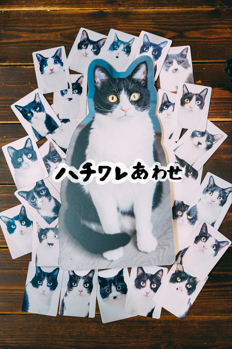 yuiii@ねこ休み展 tweet media