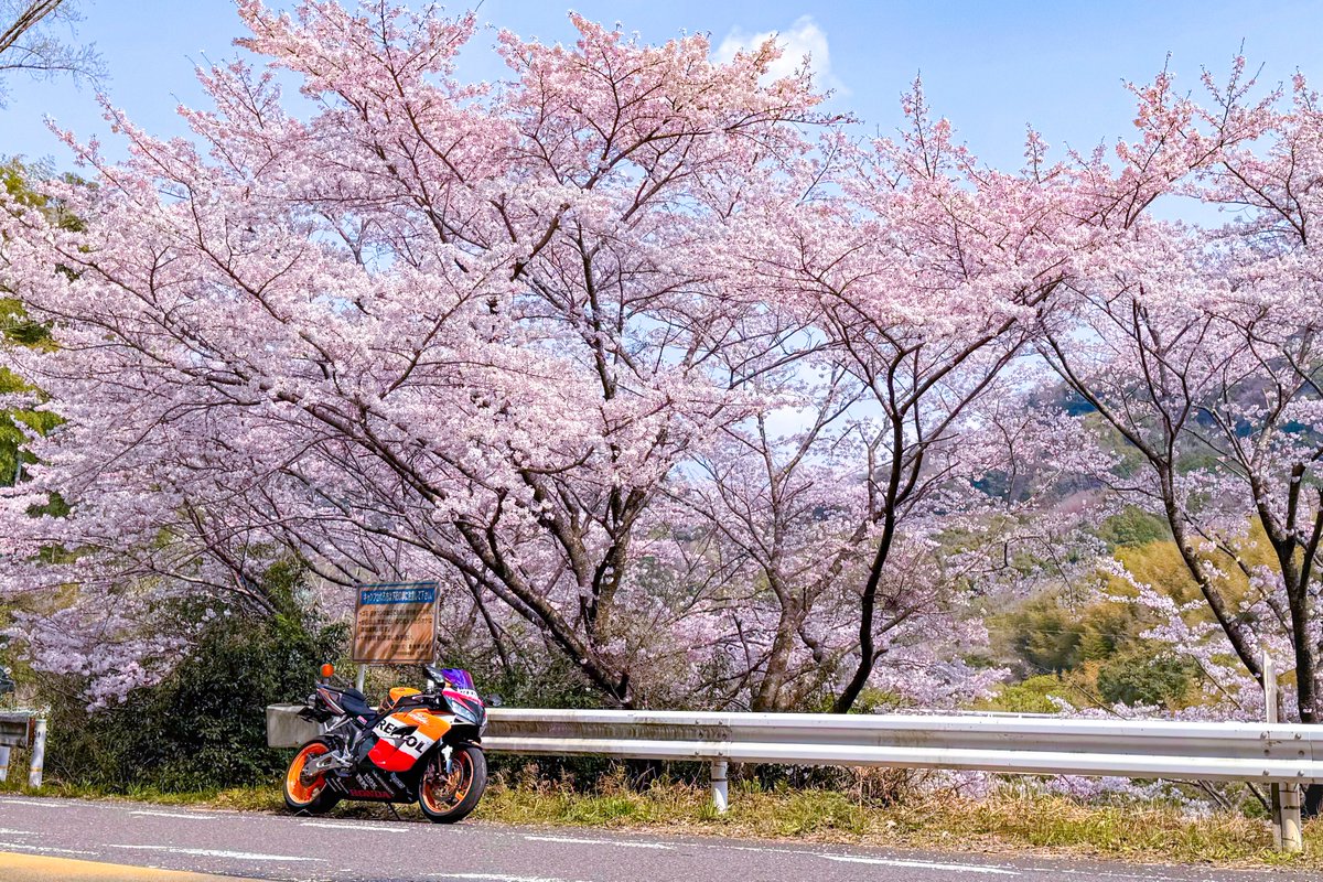 十円禿が出来たユウ tweet media