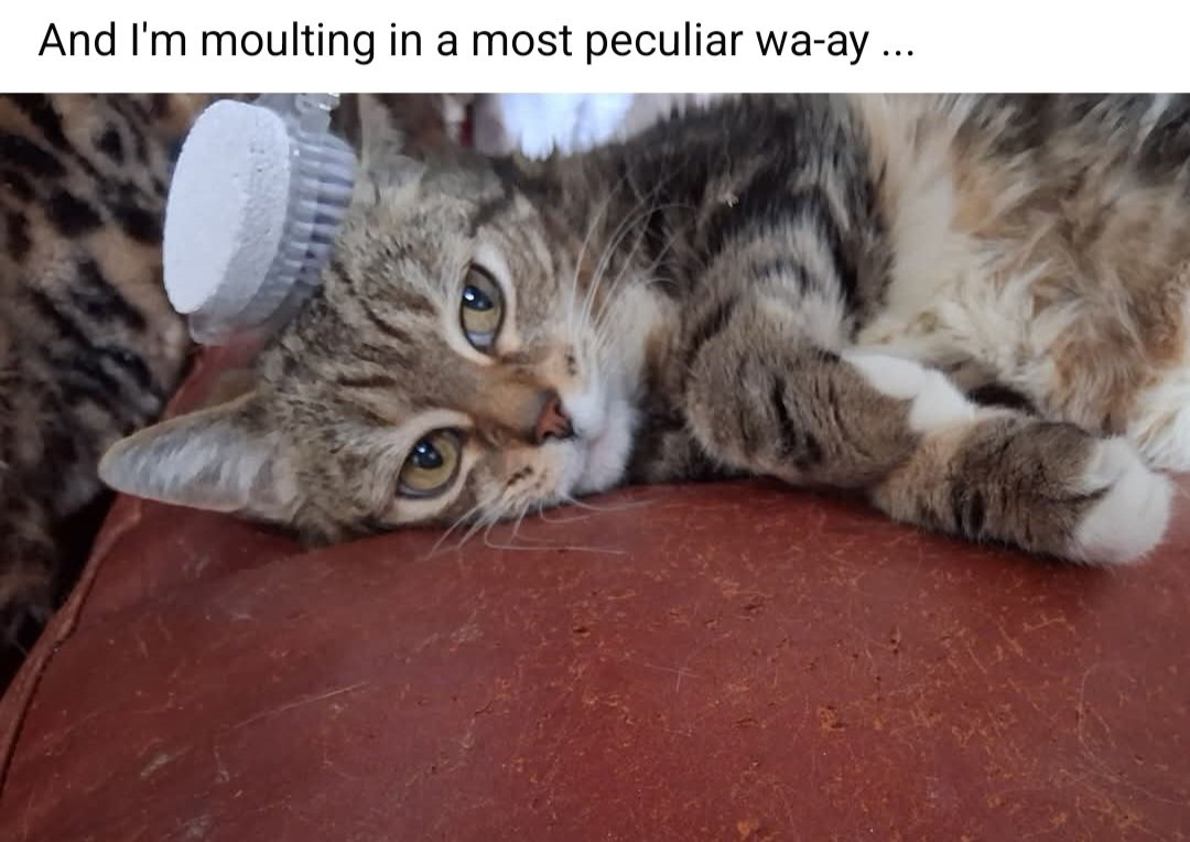 Ms Dayglo 🇵🇸 🇮🇪 tweet media