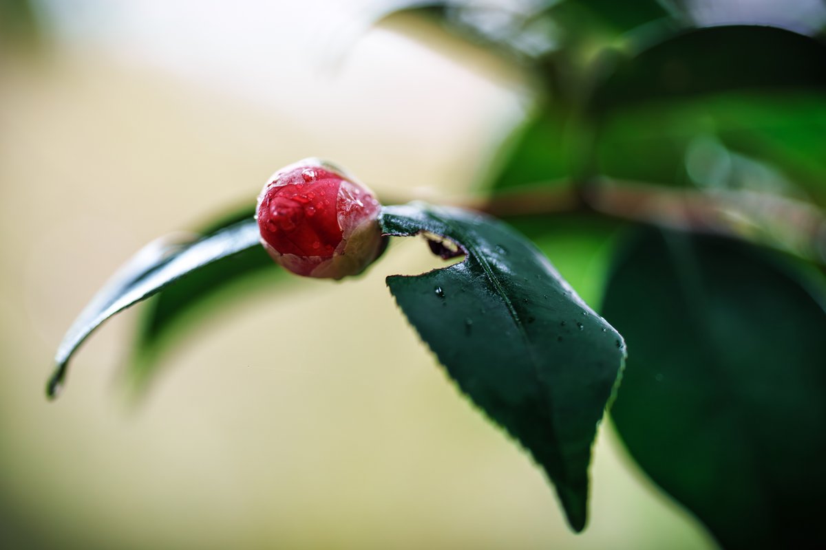 散歩の人 tweet media