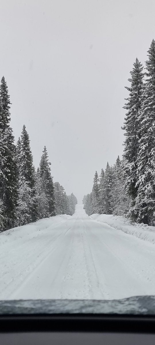 Therese Verdun 🦢👑 tweet media