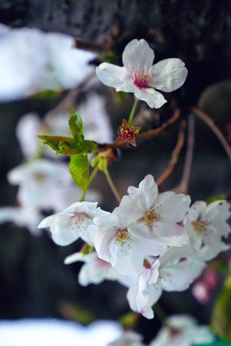 小島秀夫 tweet media