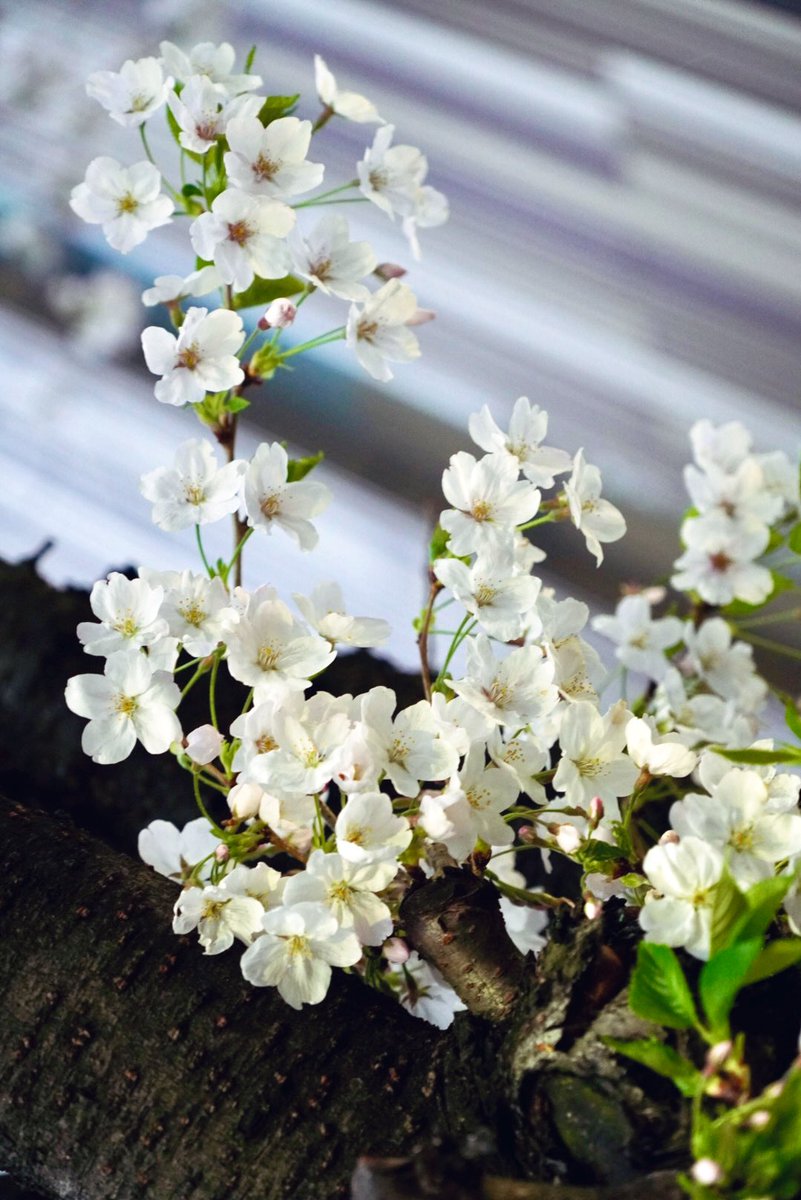 小島秀夫 tweet media