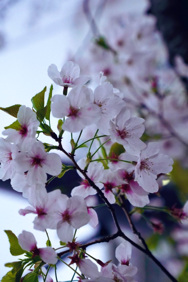 小島秀夫 tweet media