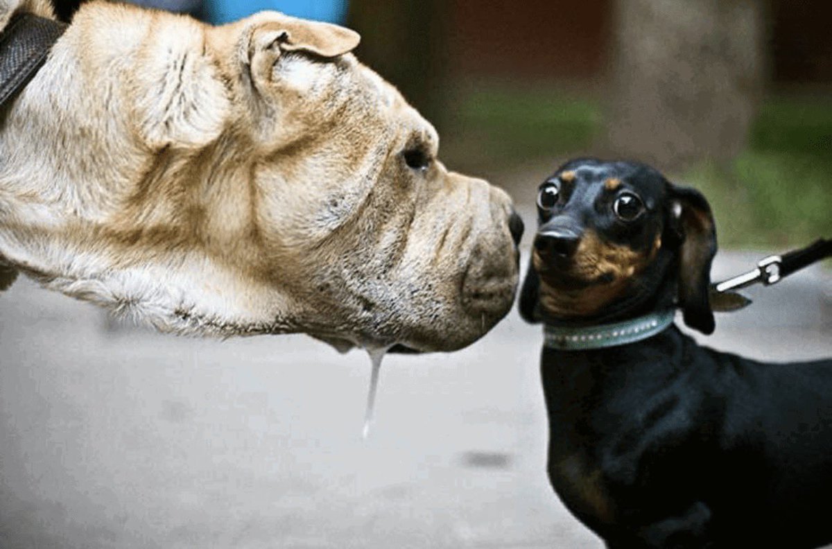 AlphaFentDog14 tweet media