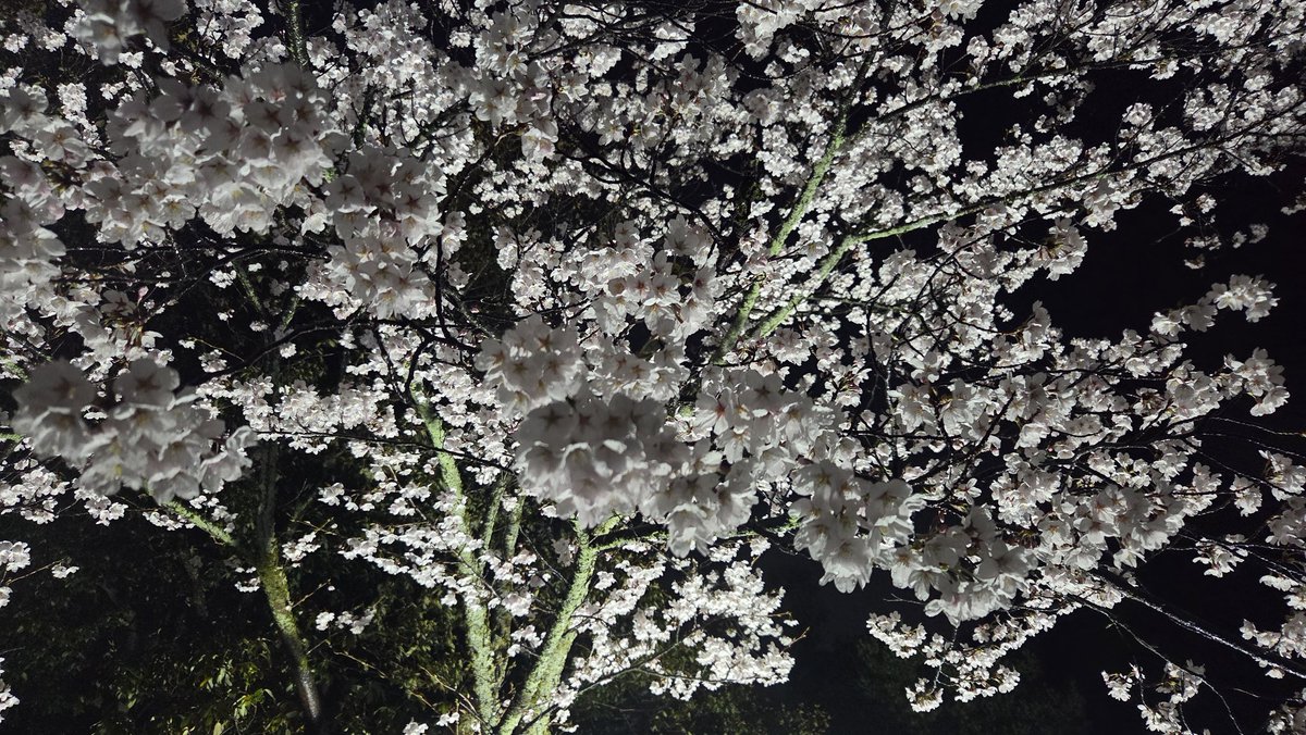 兼六園と金沢城がライトアップされて無料開放してたから行ってきた。
今日で桜さんは満開。さらに土砂降りの雨のトッピング付きでい！
…出てったら止んだけど…