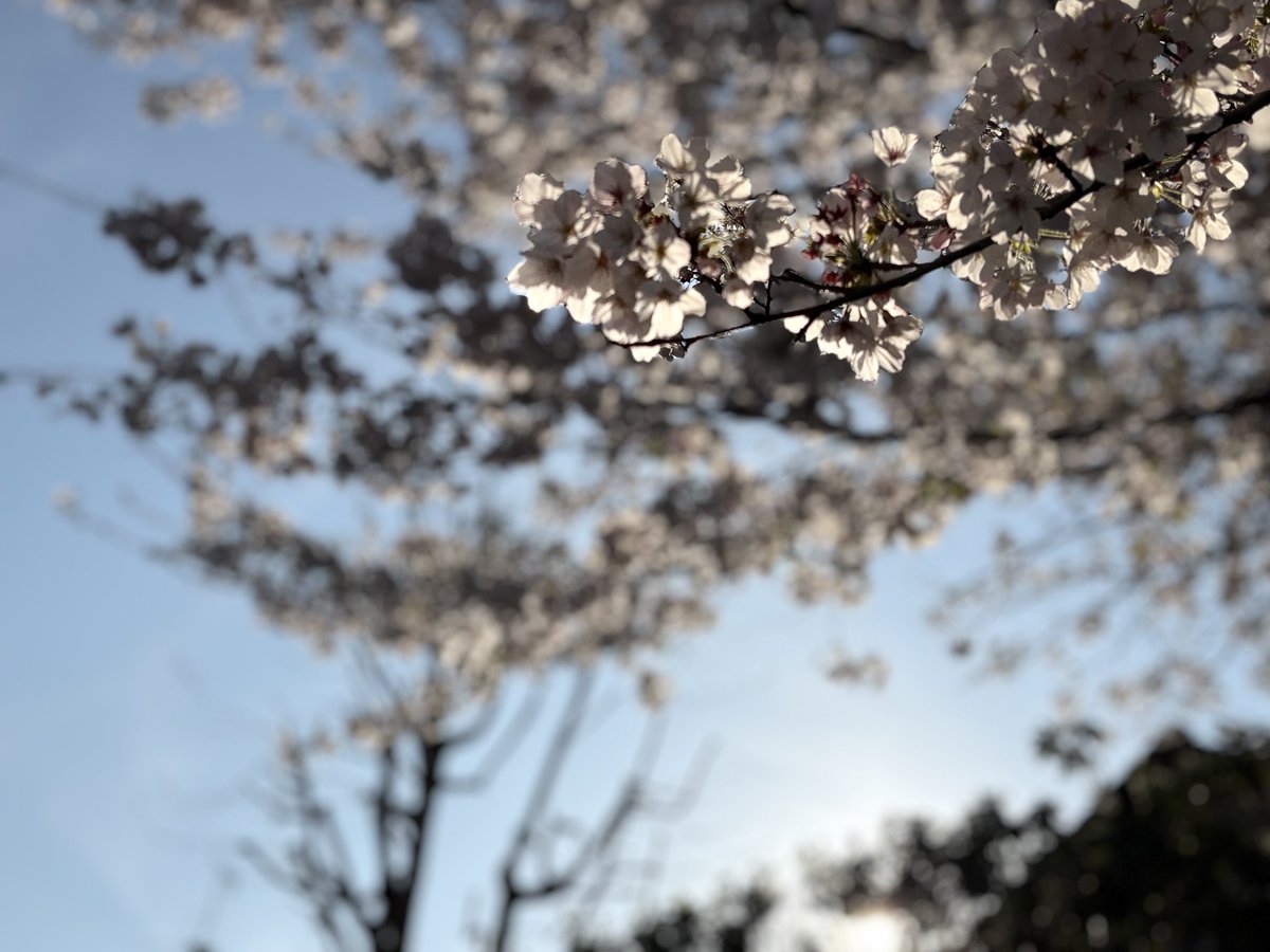 ryu_uta_'s tweet photo. 綺麗だった https://t.co/it2bsqoYQr