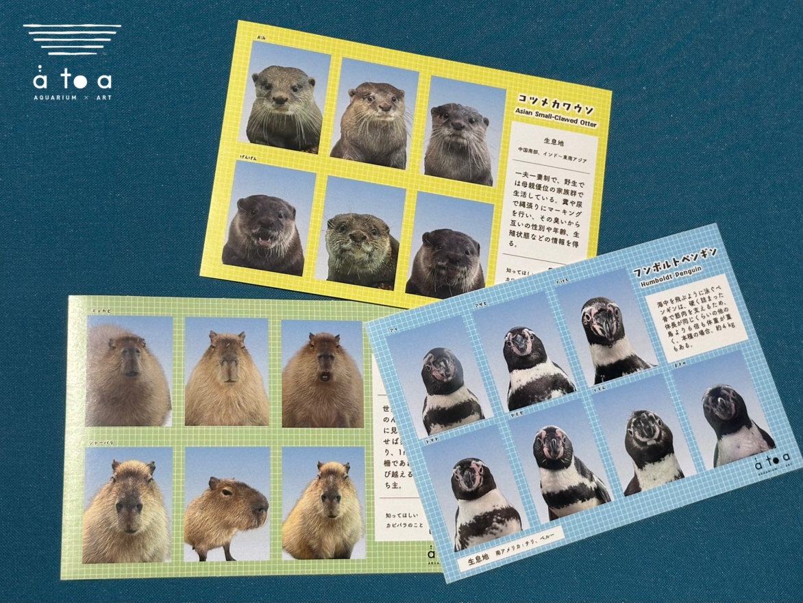 AQUARIUM ✕ ART átoa（アトア）【公式】 tweet media