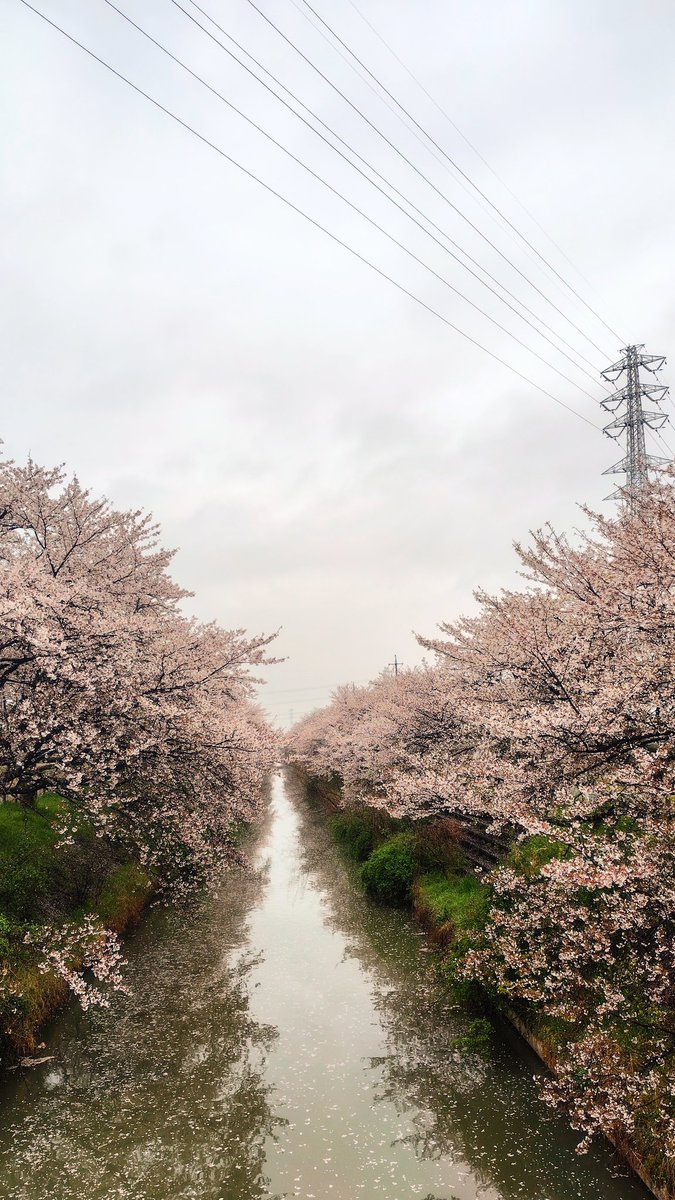 幸手の権現堂へ🌸
桜を見る時には雨が止んだ( ´∀`)