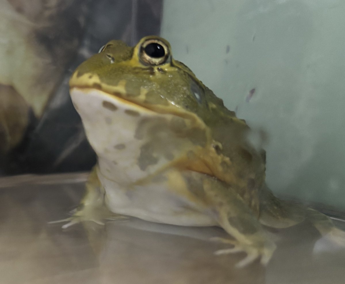 hohoblue tweet media