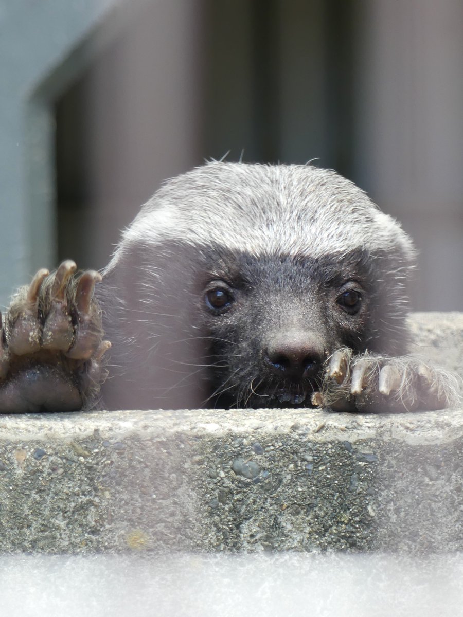 𝑚𝑎𝑟𝑢(マル) tweet media