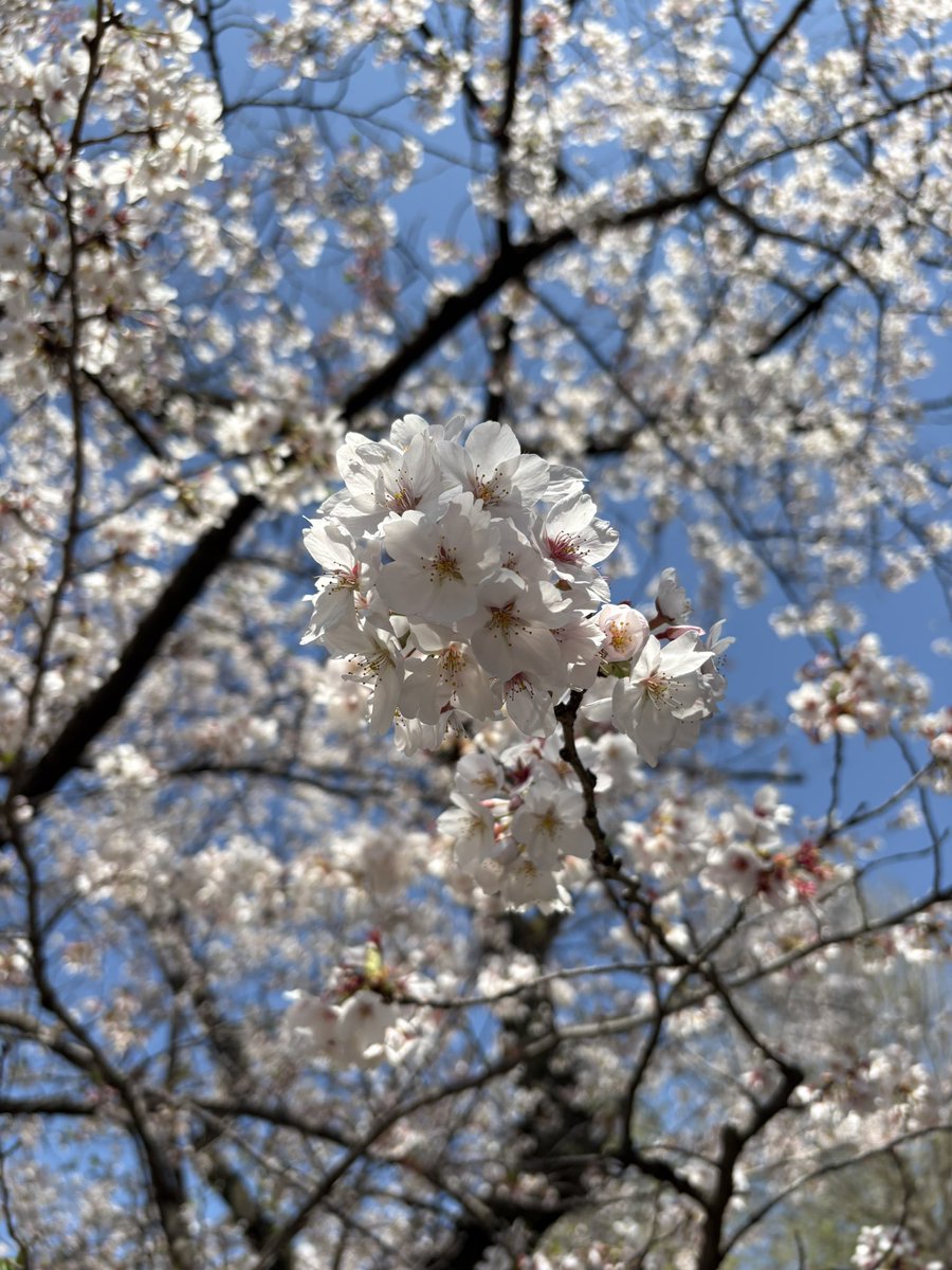 a01br's tweet photo. 三月もありがとうございました🙇🏻‍♀️
今月もよろしくお願いいたします！

���日花見に行って良い感じに撮れたような気がする写真添えときます🌸 https://t.co/c33TFmIzIW