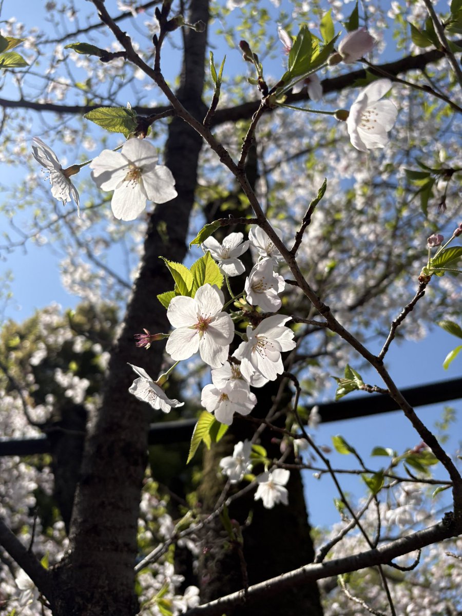 a01br's tweet photo. 三月もありがとうございました🙇🏻‍♀️
今月もよろしくお願いいたします！

���日花見に行って良い感じに撮れたような気がする写真添えときます🌸 https://t.co/c33TFmIzIW