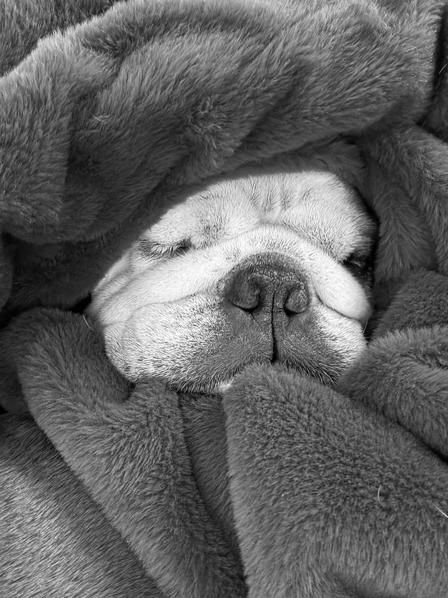 Mark Davis tweet media