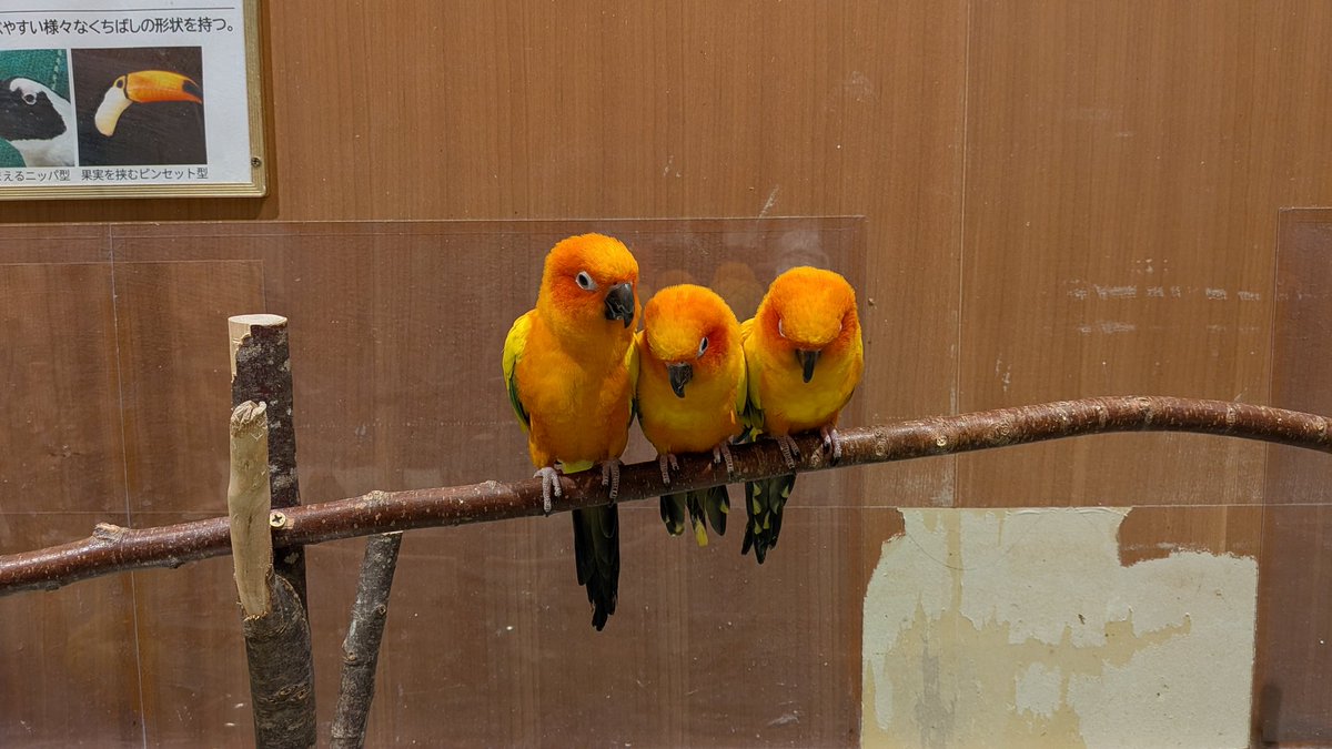 Pacifyｨ tweet media