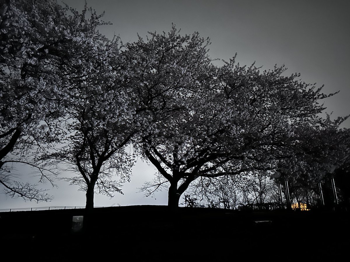 ちゅうがくいもRYO🏴‍☠️☄️ 💅🌃 tweet media