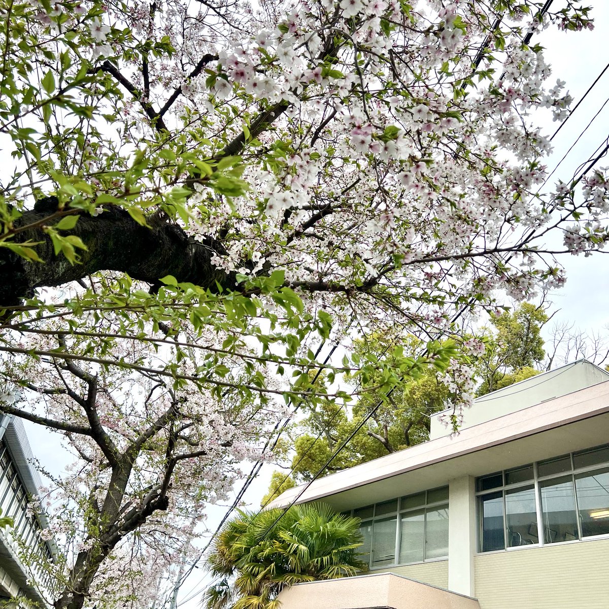 BUT_no_kai's tweet photo. 2026.4,4
#BUT教室の日 。
新幹線沿いの桜が満開です。
⁡
#現代美術 #具体 https://t.co/5COjCIU7XX