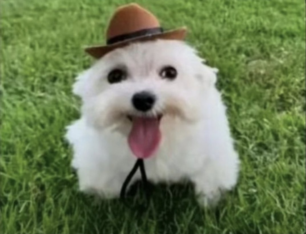 Tcdoge 🔜 Ibercon tweet media