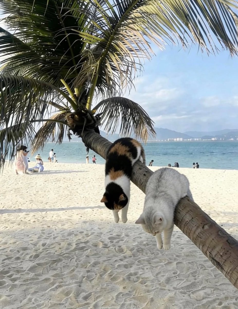 لارا tweet media