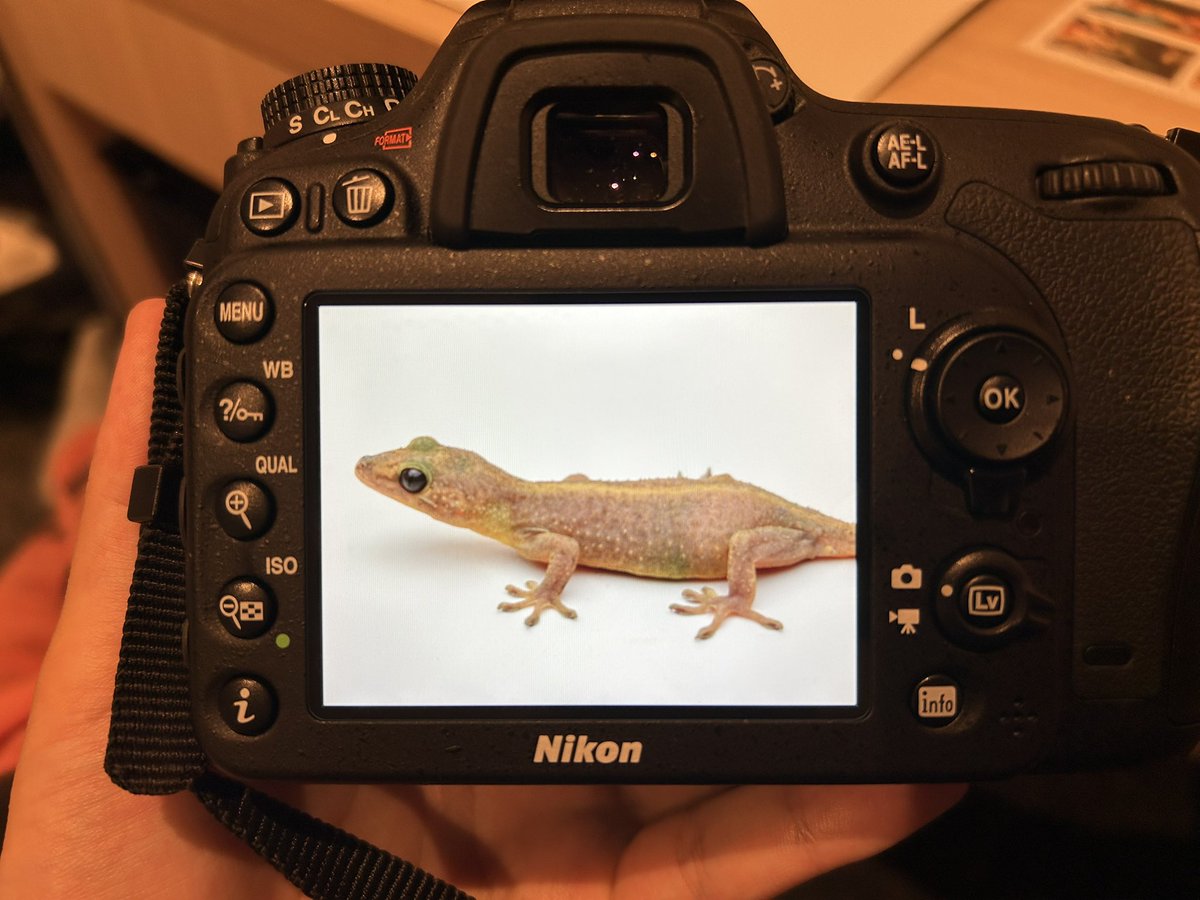 ミンミン tweet media