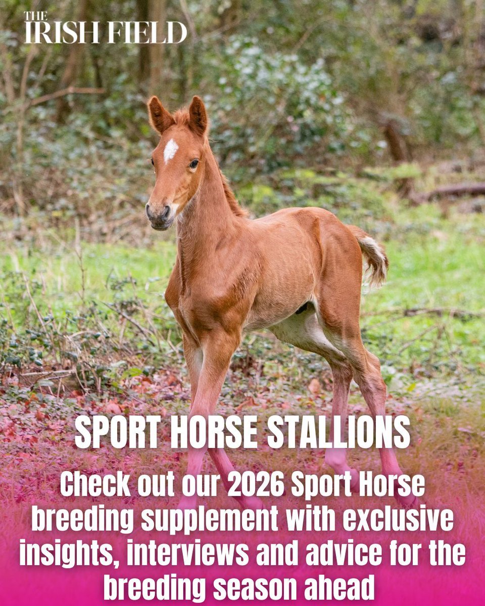 TheIrishFieldHW's tweet photo. This weekend don't miss your FREE 40-page 2026 Sport Horse Stallions supplement with exclusive insights, interviews and advice for the breeding season ahead.

https://t.co/zCJUKro0lm https://t.co/nHL3R8Tz5B