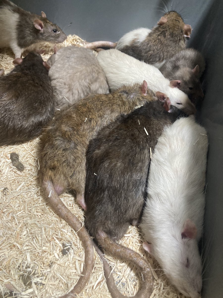 くりす tweet media