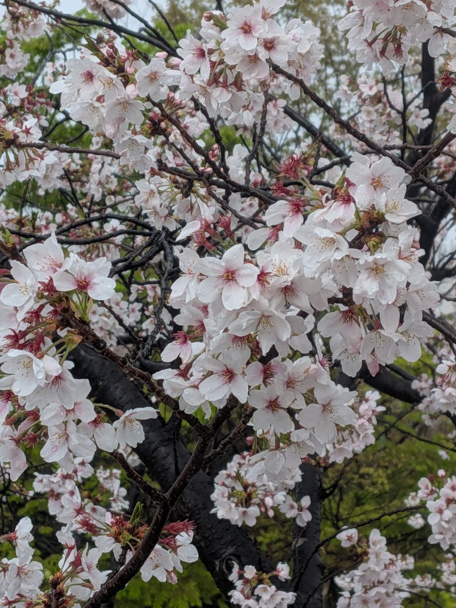 🦐えびは🍊🌱祭り中 tweet media