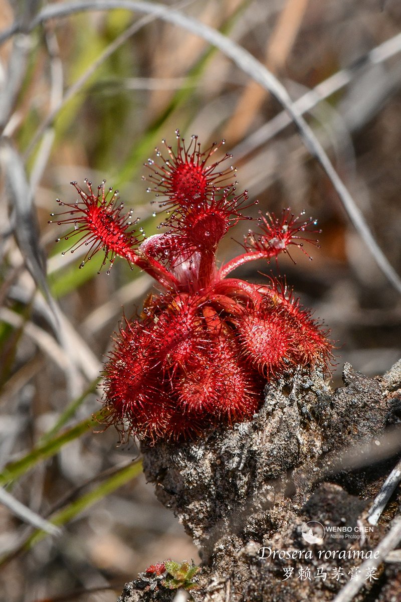 Wenbo Chen tweet media