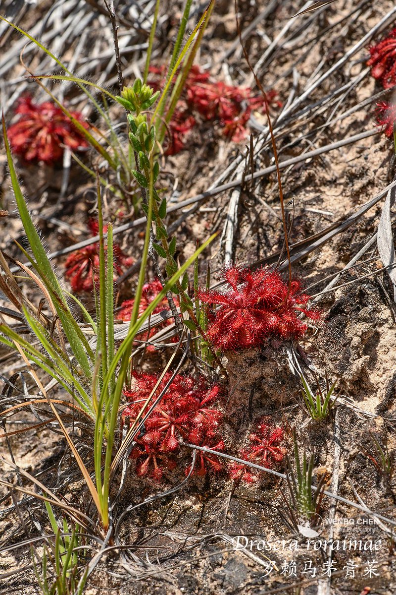 Wenbo Chen tweet media