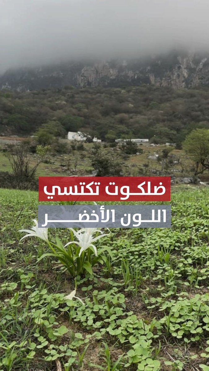 مركز الأخبار : ولاية ضلكوت بمحافظة ظفار تكتسي اللون الأخضر بعد تأثيرات "منخفض المسرات".. تصوير : سالم بن محمد زعبنوت 