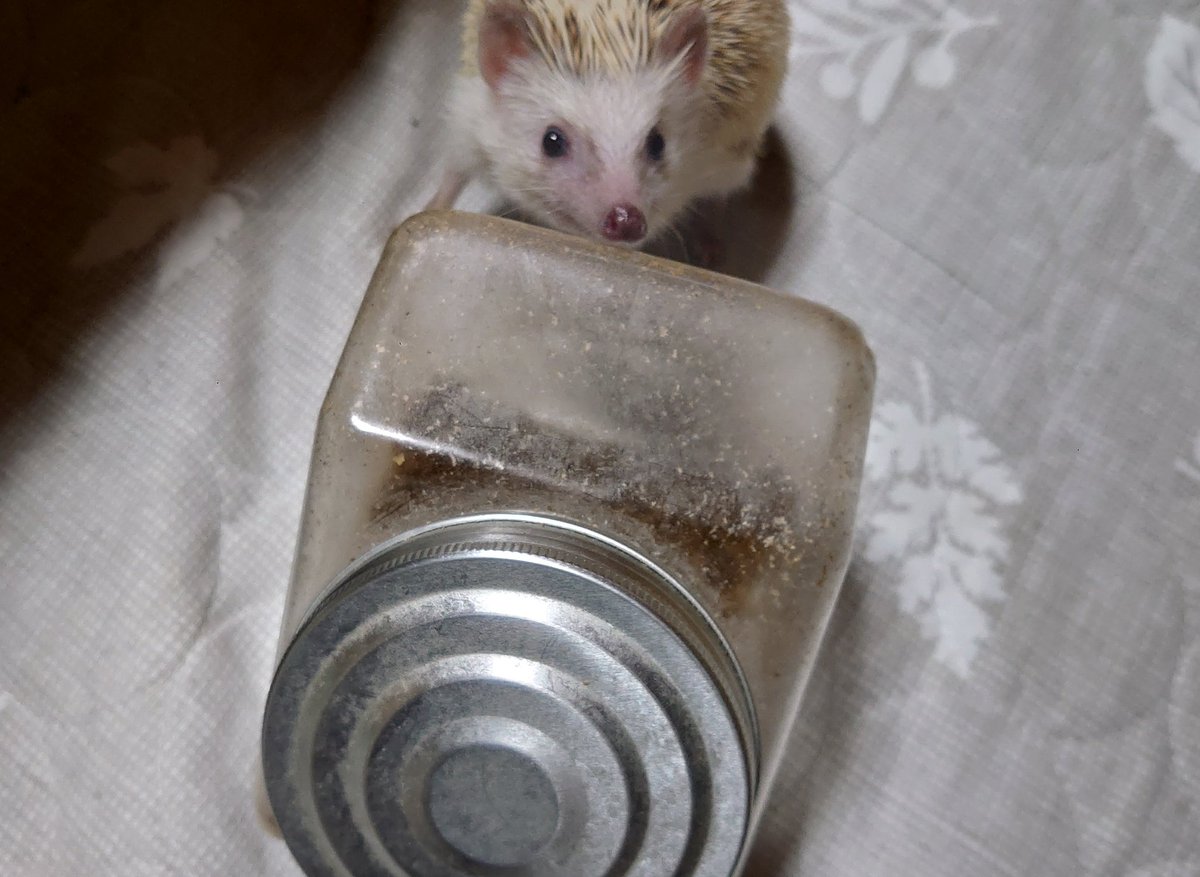 りゅうむ🦔🪡4.19アイドール大阪 tweet media