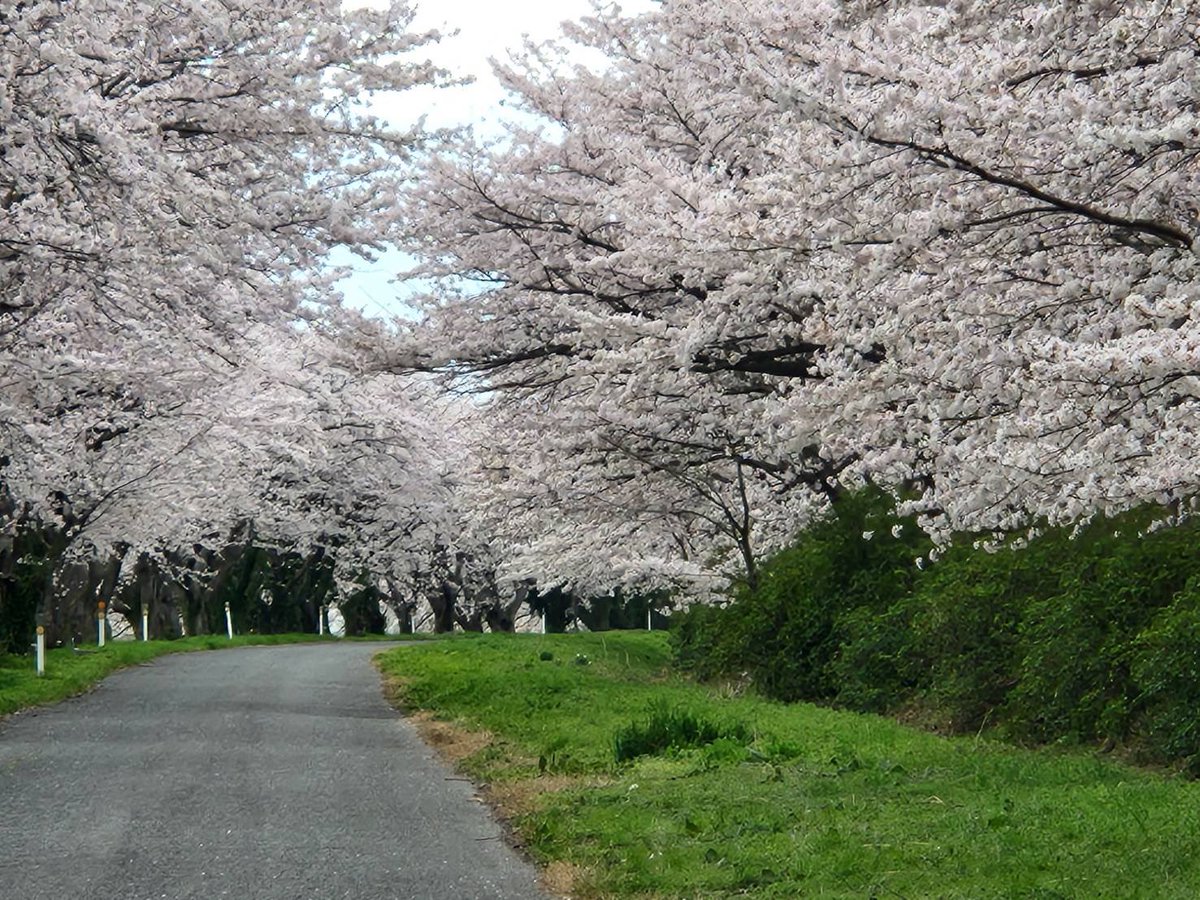 みなさん、どうも！コマです🤍🐱今日、バイト先へ行く道中に綺麗な桜並木を発見しました！！🌸　
桜を見ると、春だなって感じます
でも、西日本は今日は基本雨…その影響で桜が散ってしまうんじゃないかと思うと悲しいです…😢まだ満開の桜が見ていたい…！！(コマ)
#メチャカレハウス
#大阪アニカレ