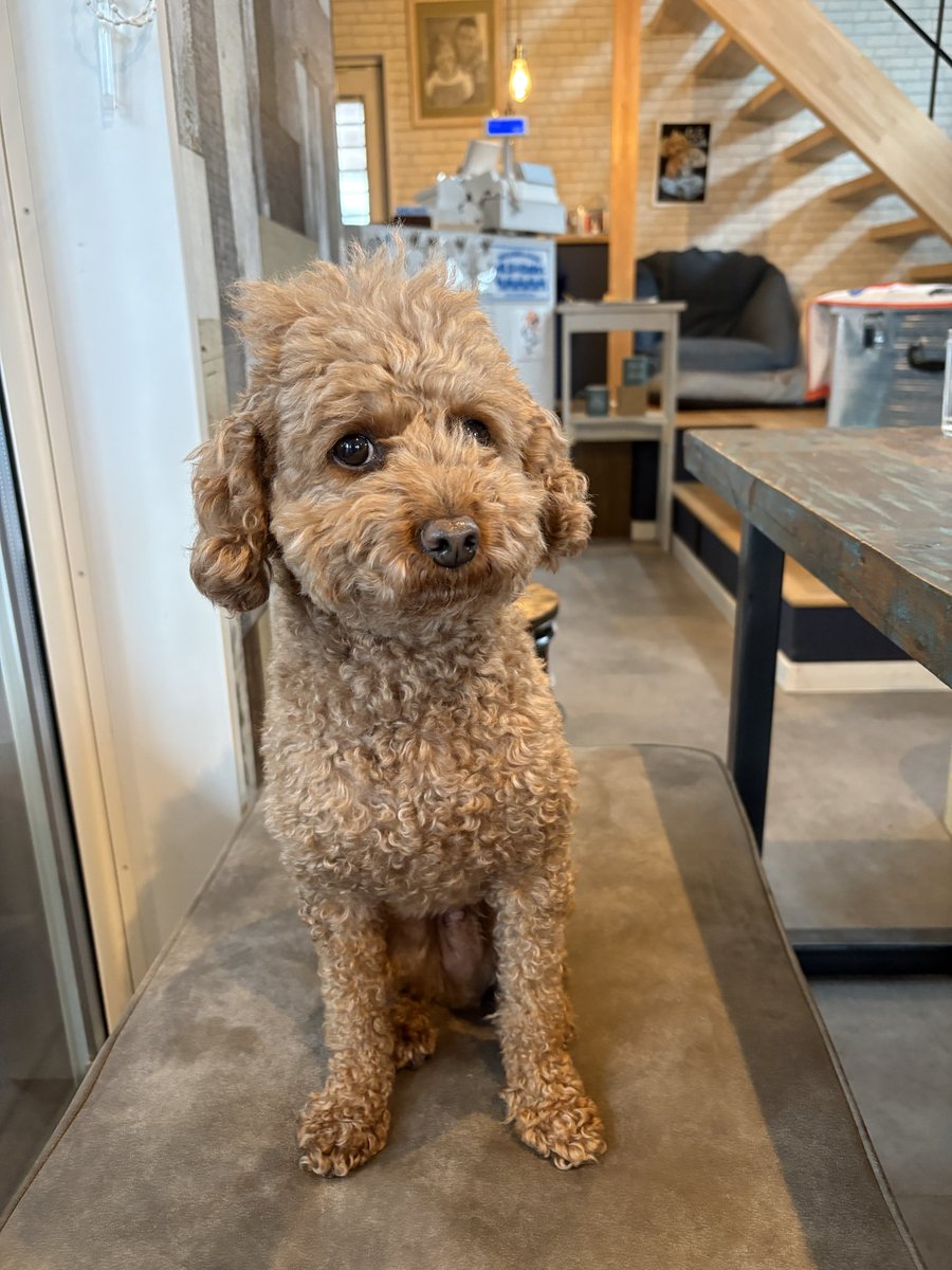 Yuri withコペンGR tweet media