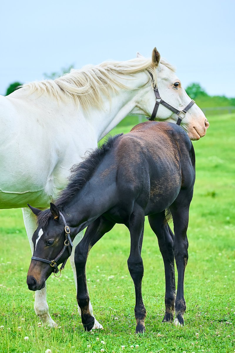 カンテレ競馬 tweet media