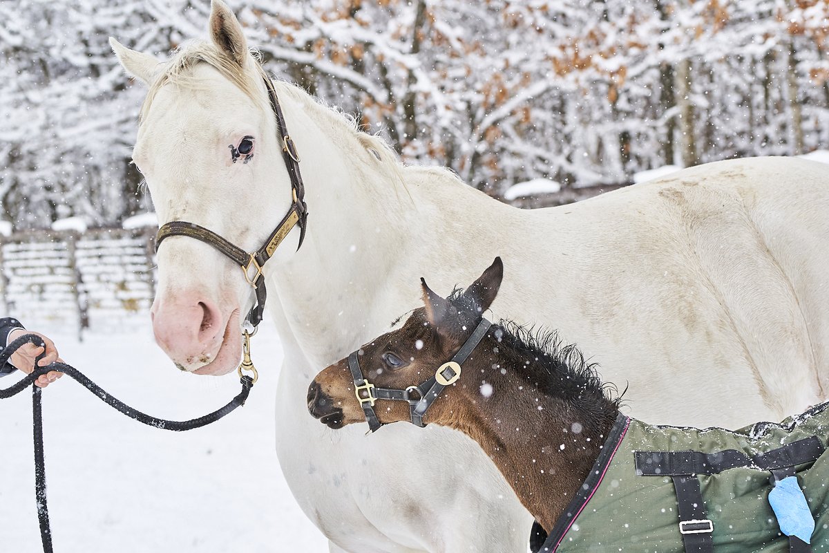 カンテレ競馬 tweet media