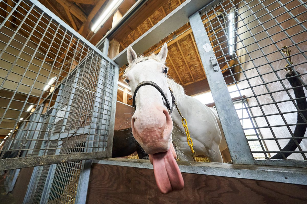 カンテレ競馬 tweet media