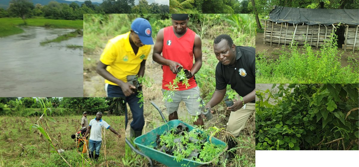 greenforfuturetanzania tweet media