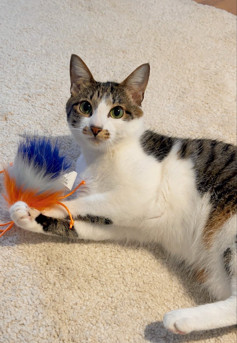 ドーナツてるの tweet media