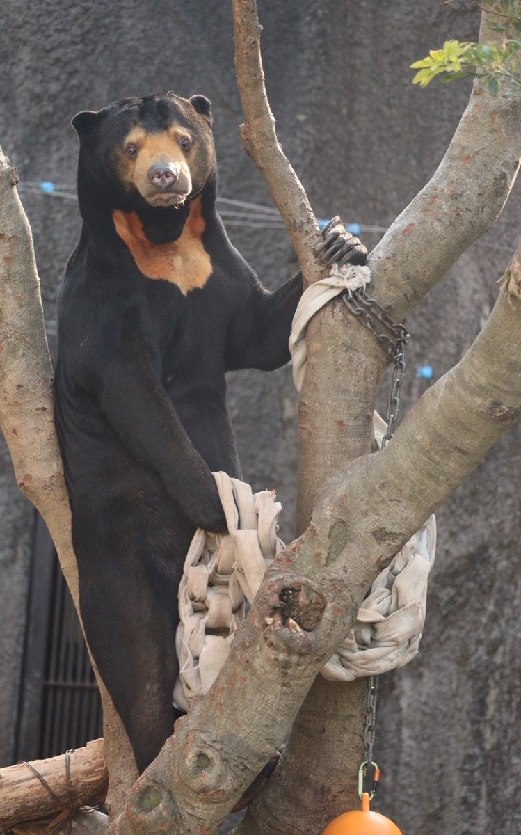 すらっとかっこいい14さいʕ•ᴥ•ʔ🧡
#マレーグマ
#のんほいパーク