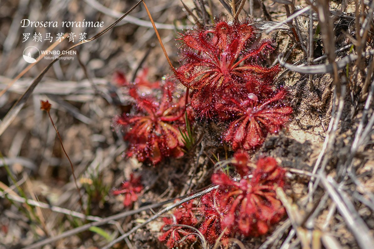 Wenbo Chen tweet media